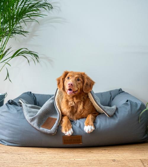 dog hotel near me