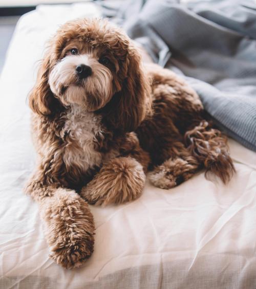 dogs hotel