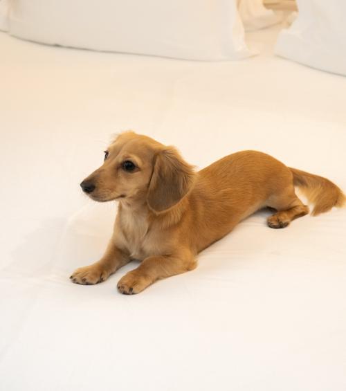Le Top 5 des Hôtels acceptant des chiens à Paris !