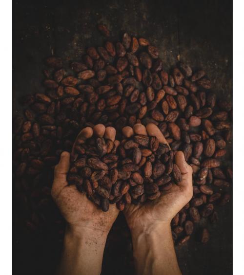 organic cacao